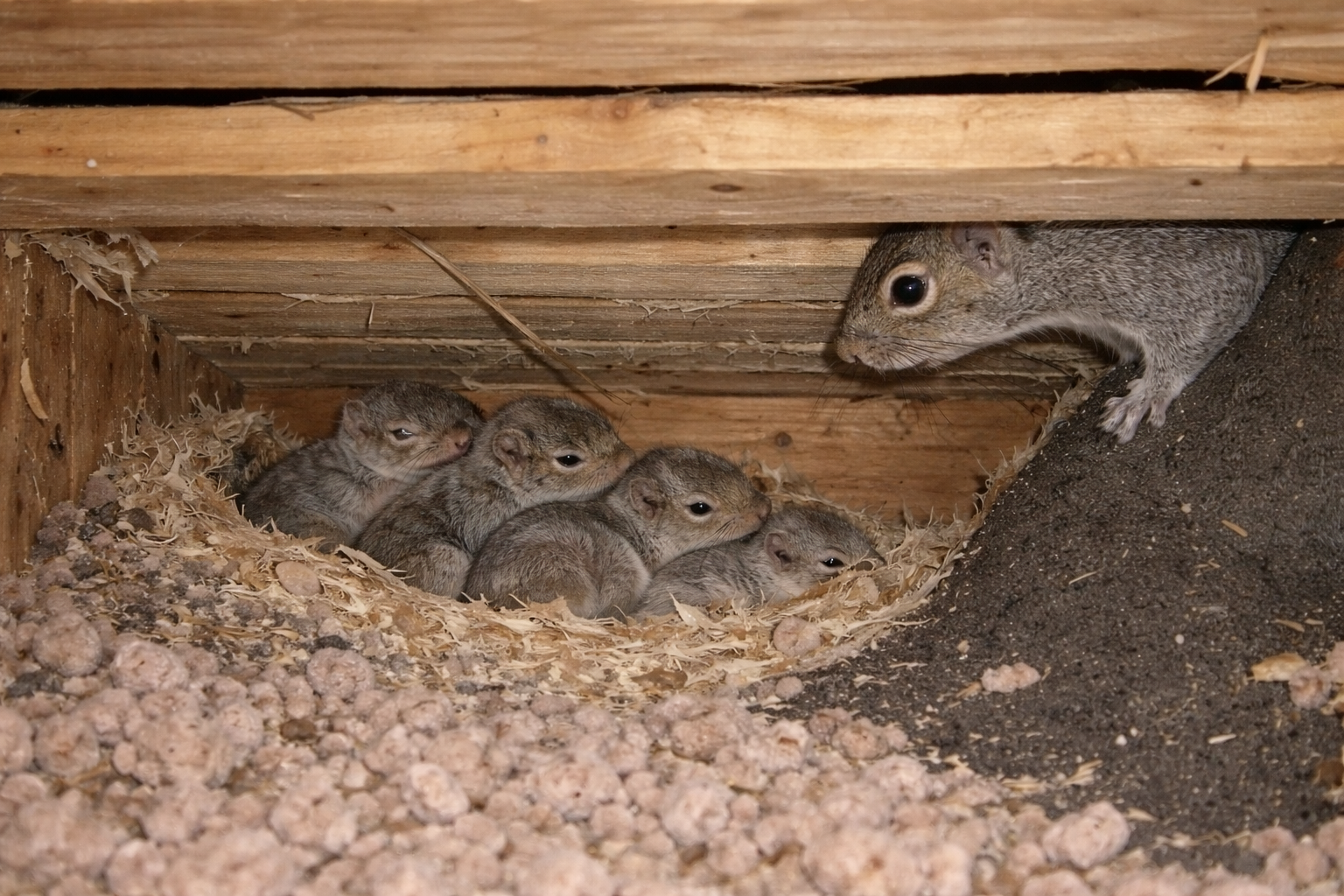 Why Baby Season Complicates Wildlife Removal in Oklahoma